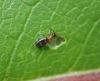 Anthelephila pedestris